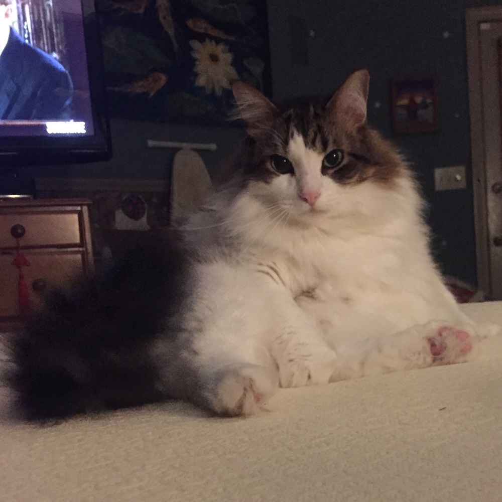 Meet your Posher, Adrienne